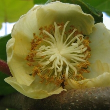Actinidia chinensis (Actinidia deliciosa) `Hayward`