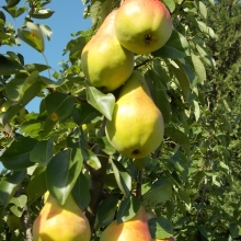 Pyrus communis `Butirra Precoce Morettini`