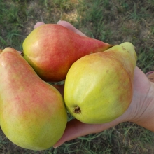 Pyrus communis `Butirra Precoce Morettini`