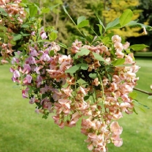 Laburnocytisus adamii