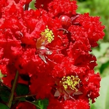Lagerstroemia indica `Red`