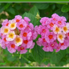 Lantana camara