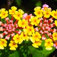 Lantana camara