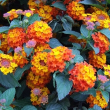 Lantana camara