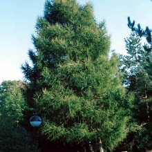 Larix decidua 