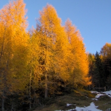 Larix decidua 