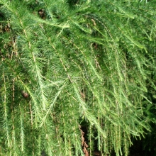 Larix decidua 