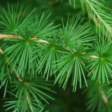 Larix decidua 