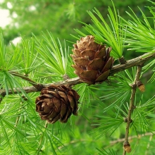 Larix decidua 