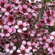 Leptospermum scoparium `Martini`