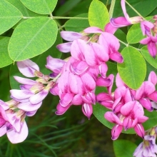 Lespedeza bicolor