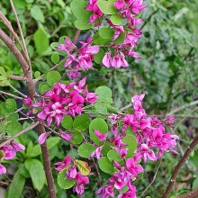 Lespedeza bicolor