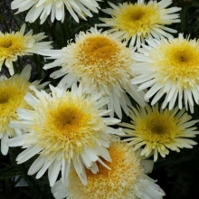 Leucanthemum `Real Glory`