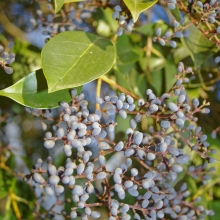 Ligustrum lucidum 