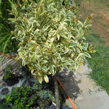 Ligustrum japonicum 'Variegatum' SZOLITER TÖRZSES FA!