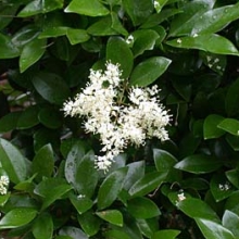 Ligustrum japonicum 