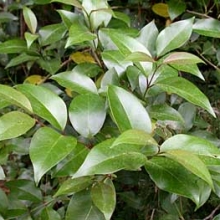 Ligustrum lucidum 