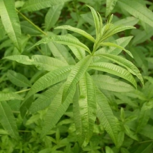 Lippia citriodora (Syn.: Aloysia citriodora)