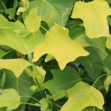 Liriodendron tulipifera `Glen Gold`