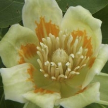 Liriodendron tulipifera `Glen Gold`