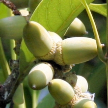 Lithocarpus edulis