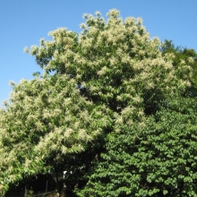 Lithocarpus edulis