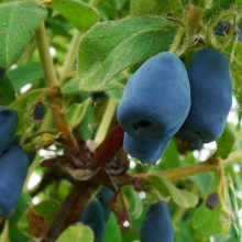 Lonicera kamtschatica `Myberry Farm (Indigo Gem)`