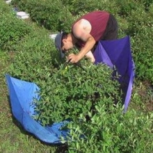 Lonicera kamtschatica `Myberry Farm (Indigo Gem)`