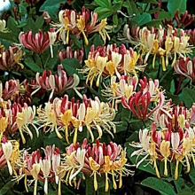 Lonicera periclymenum `Belgica`