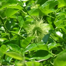 Maclura pomifera 50 DB-os Csomag! SZGY!