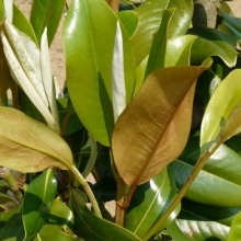 Magnolia grandiflora `Edith Bogue`