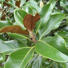 Magnolia grandiflora `Bracken`s Brown Beauty`