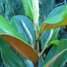 Magnolia grandiflora 'Nantais'