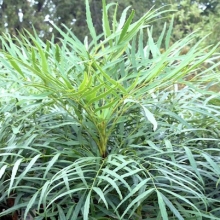 Mahonia eurybracteata `Soft Caress`