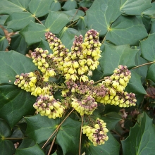 Mahonia bealei 