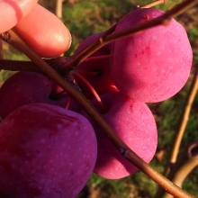 Malus `Liaoning Purple`