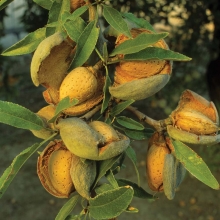 Amygdalus communis (Prunus dulcis) `Lauranne`