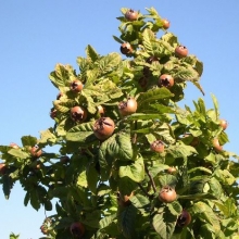 Mespilus germanica `Monstrueuse d`Evreinoff`