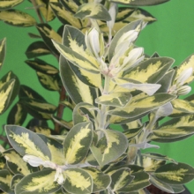 Metrosideros excelsa `Variegata`