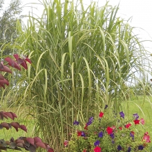 Miscanthus floridulus `Jubilee` (syn.: Jubilaris)