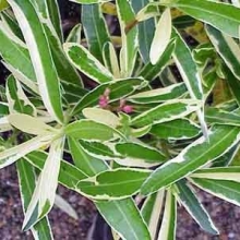 Nerium oleander `Variegata` (syn.:Splendens Foliis Variegatis)