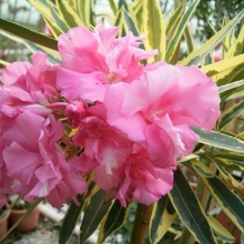 Nerium oleander `Variegata` (syn.:Splendens Foliis Variegatis)