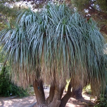 Nolina longifolia 