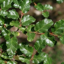 Nothofagus antarctica 