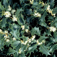 Osmanthus heterophyllus