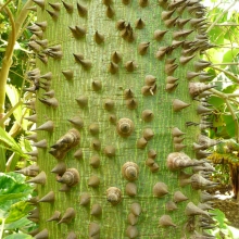 Chorisia speciosa 