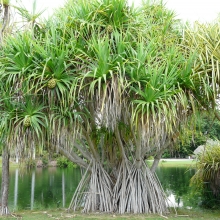 Pandanus tectorius 