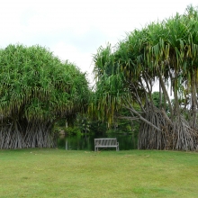 Pandanus tectorius 