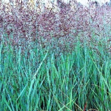 Panicum virgatum `Heavy Metal` K10