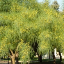 Parkinsonia aculeata